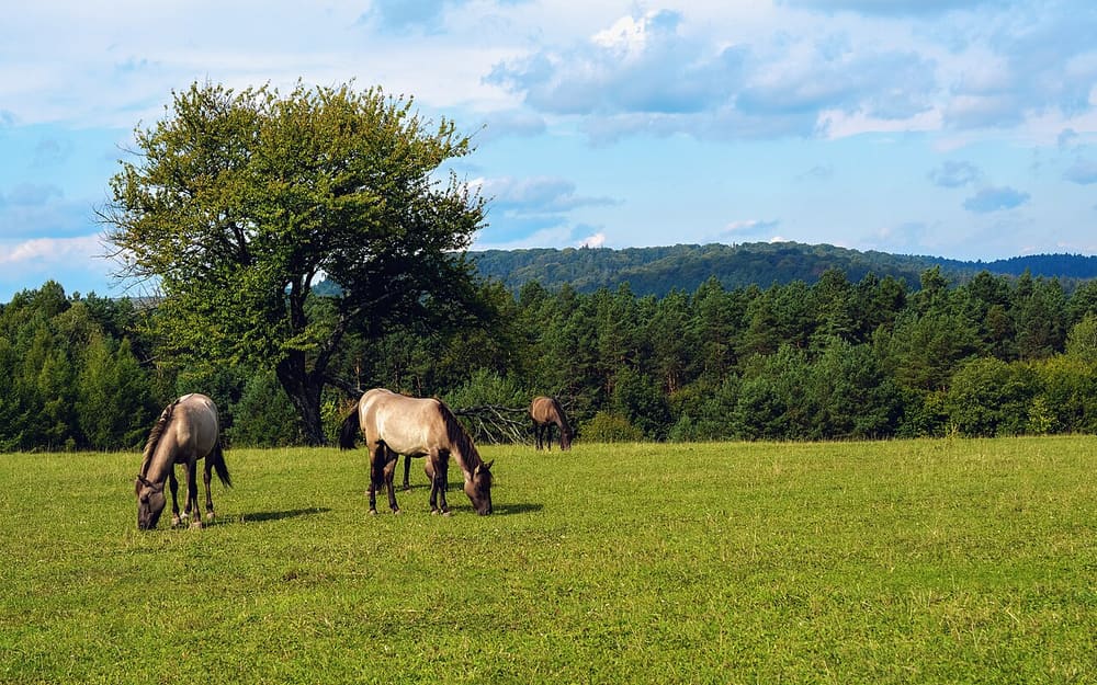 Roztocze National Park