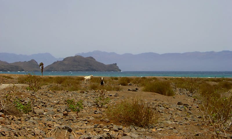 Salamansa