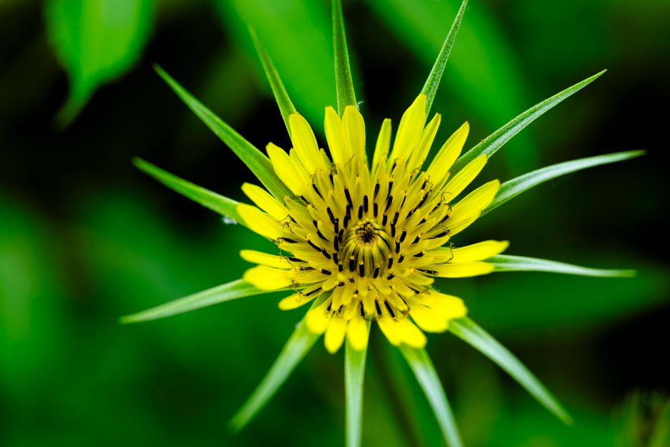 Salsify at the Roundhouse