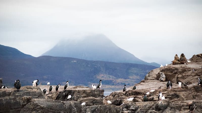 Sea lions, cormorants and Les Eclaireurs