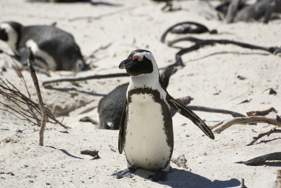 See the African penguins at Boulders, Cape Town, South Africa