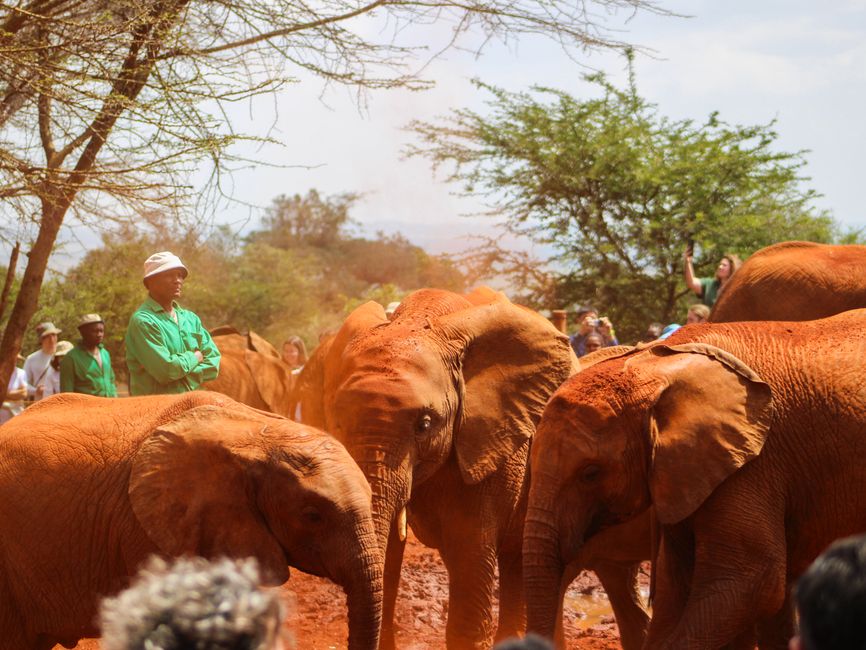 Sheldrick Wildlife Trust
