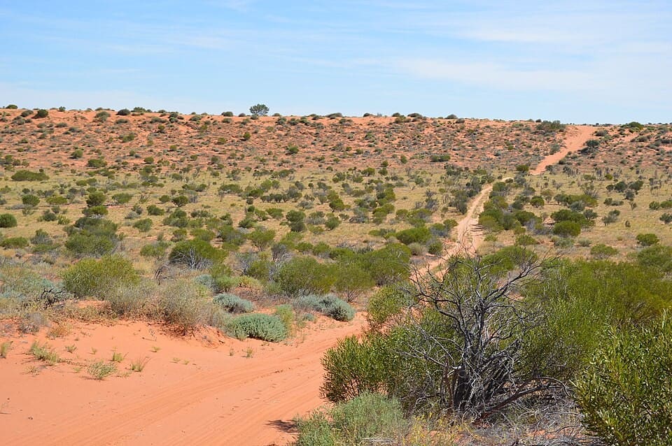 Red sand dunes and spinifex on the French Line, Simpson Desert, Australia