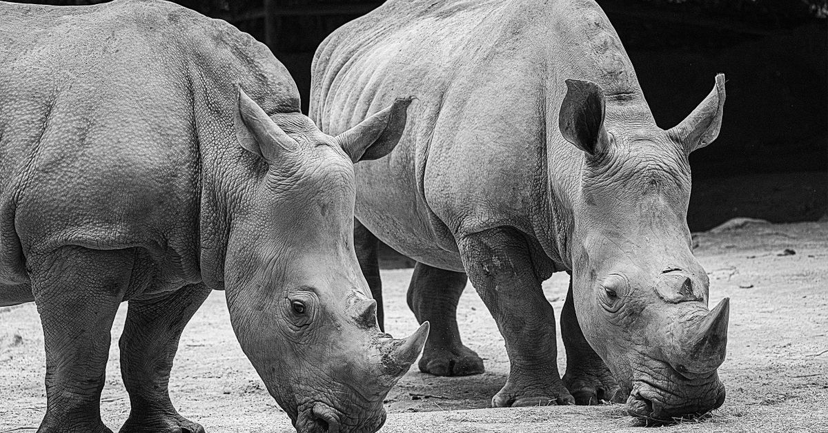 Go wild at Singapore Zoo, Singapore, Singapore