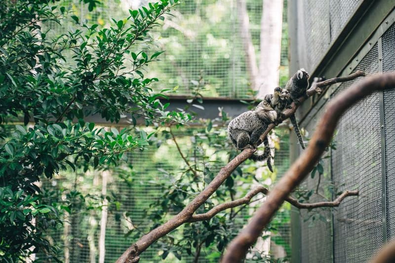 Slottsskogen and its free animal park, Gothenburg, Sweden