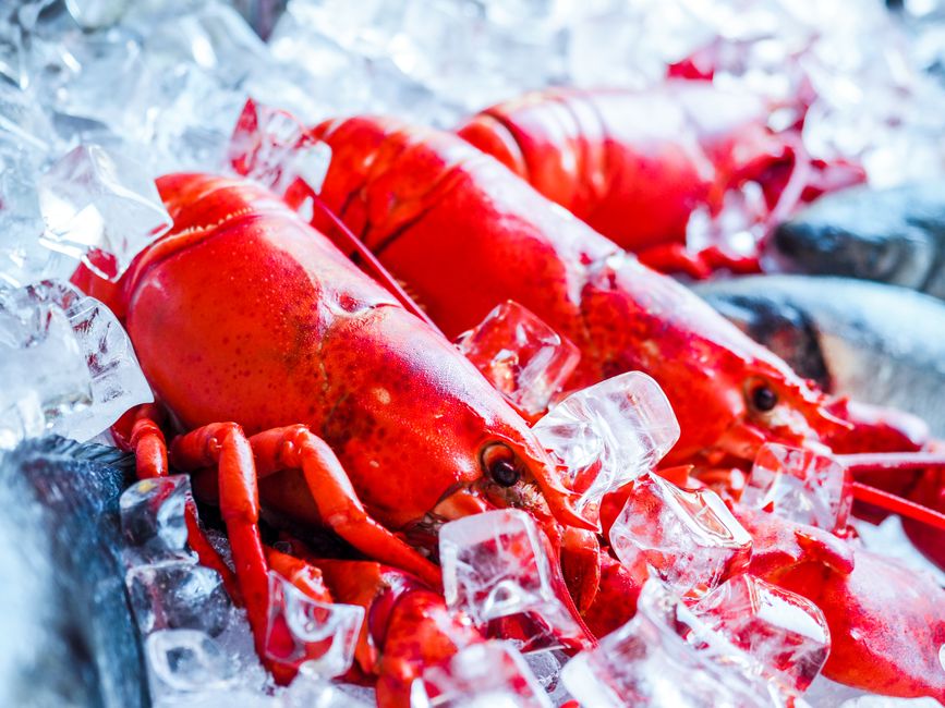 Southern rock lobster, Hobart (Wimup travel guide)