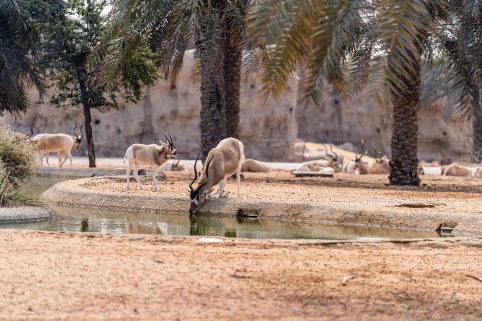 Spend an evening in the Dubai Desert Conservation Reserve, Dubai, United Arab Emirates