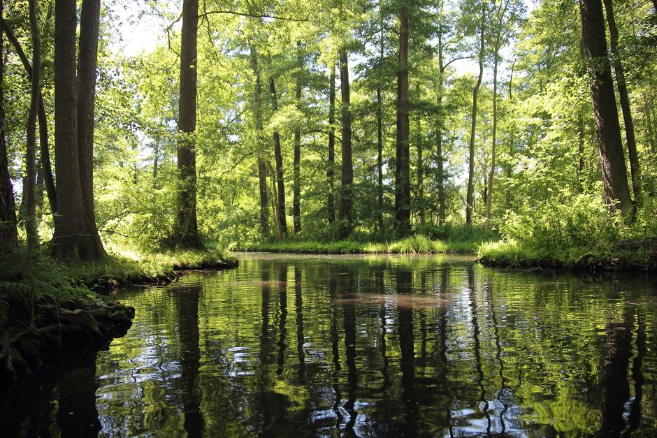 Spreewald