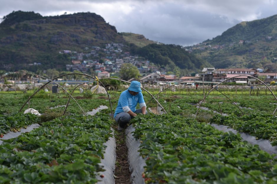 Strawberry Farm, La Trinidad