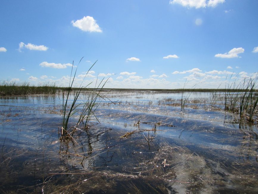 Take a day out to the Everglades, Miami, United States