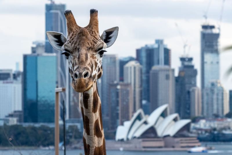 Take the ferry to Taronga Zoo, Sydney, Australia