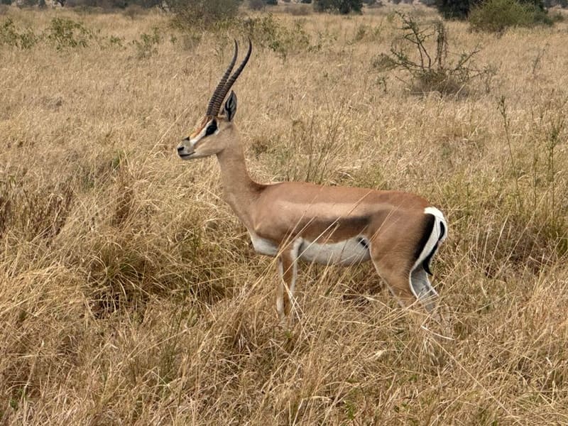 Tanzania, Wimup country guide