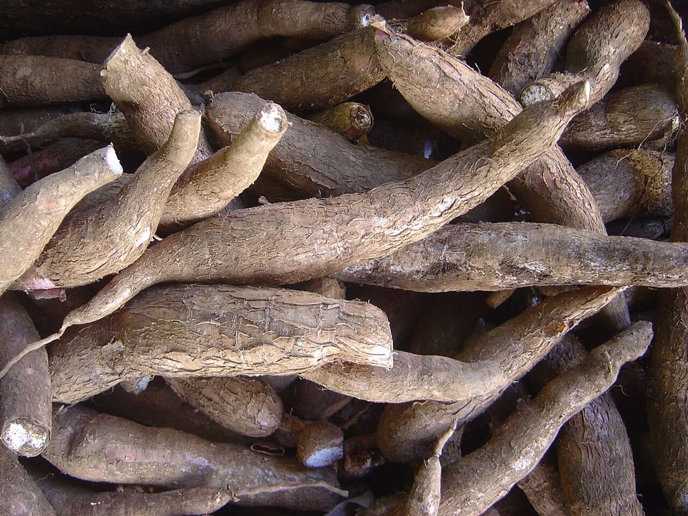 Tapioca, Palau (Wimup)