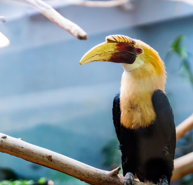 The Aviary