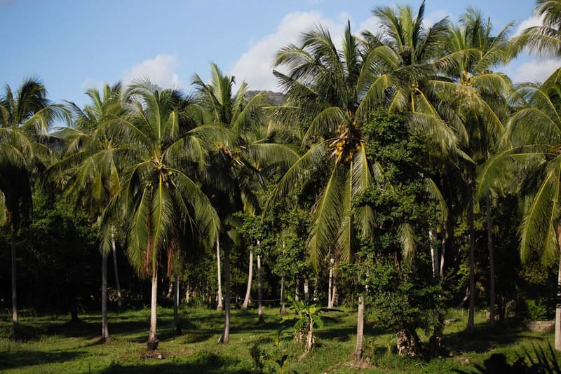 The Bay Mau coconut palm forest, Hoi An, Vietnam