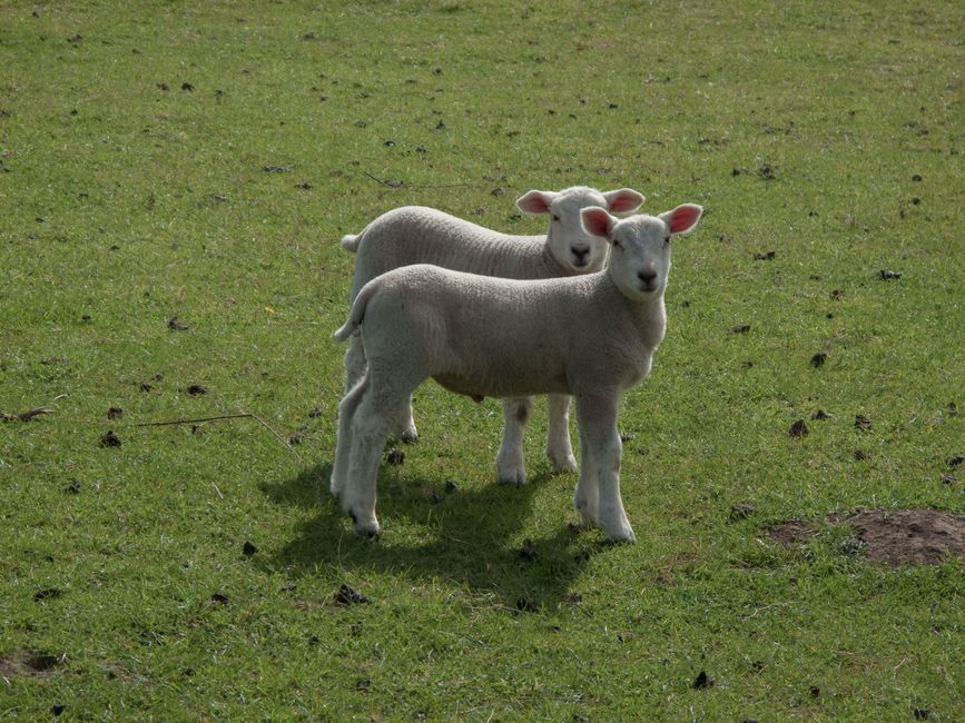 The Lamb