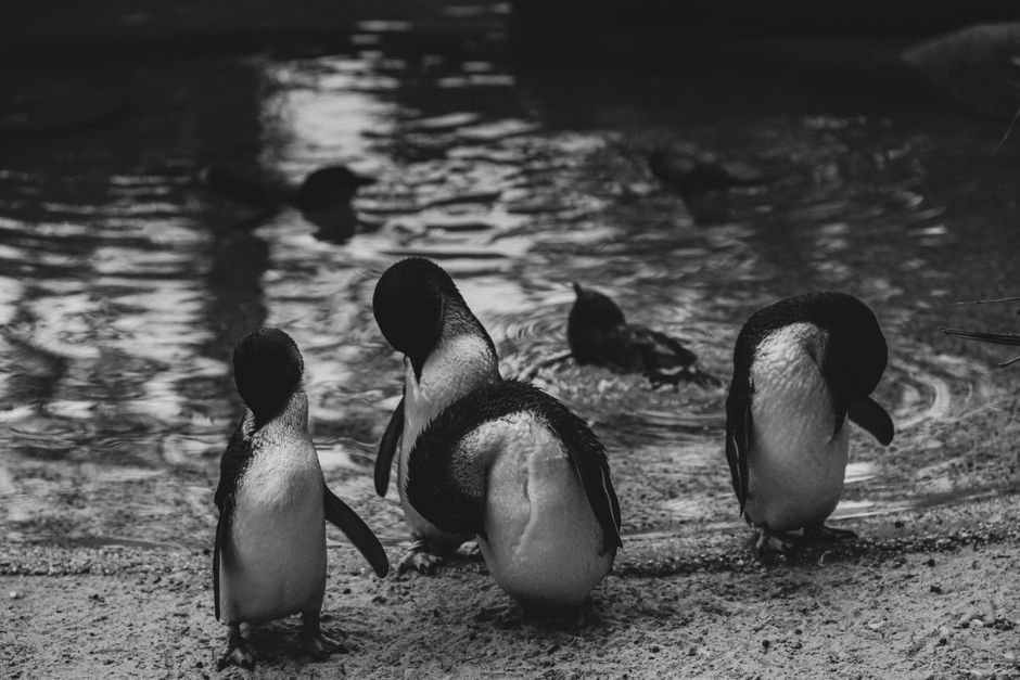 The OPERA (Penguin Place)