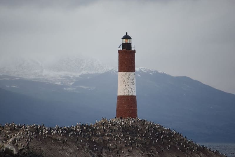 The penguin landing on Isla Martillo