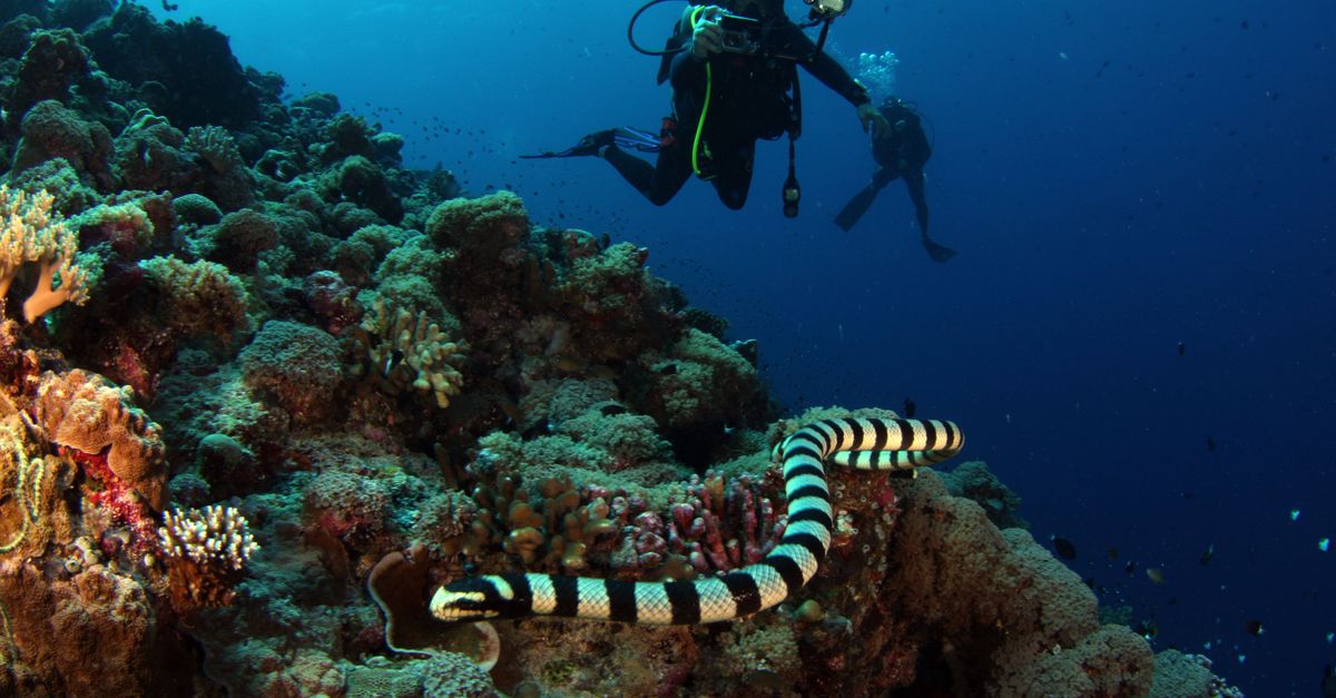The world’s best scuba diving destinations (Wimup top 10)