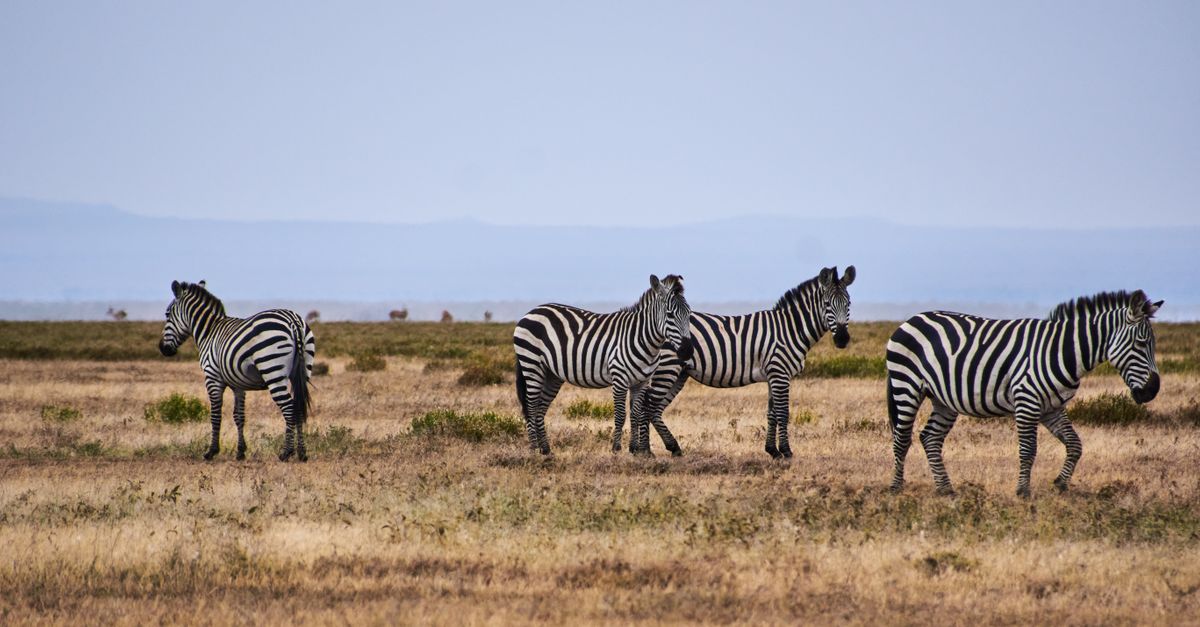 The world’s greatest wildlife destinations and safaris (Wimup top 10)