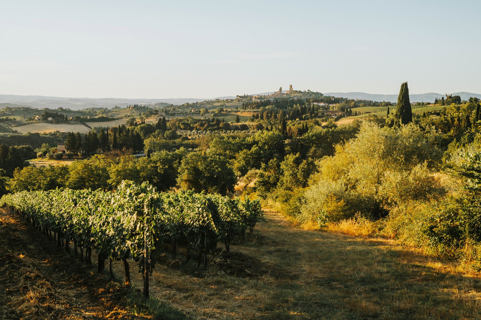 Vineyard rows on a hillside in a wine region (Wimup themed list)