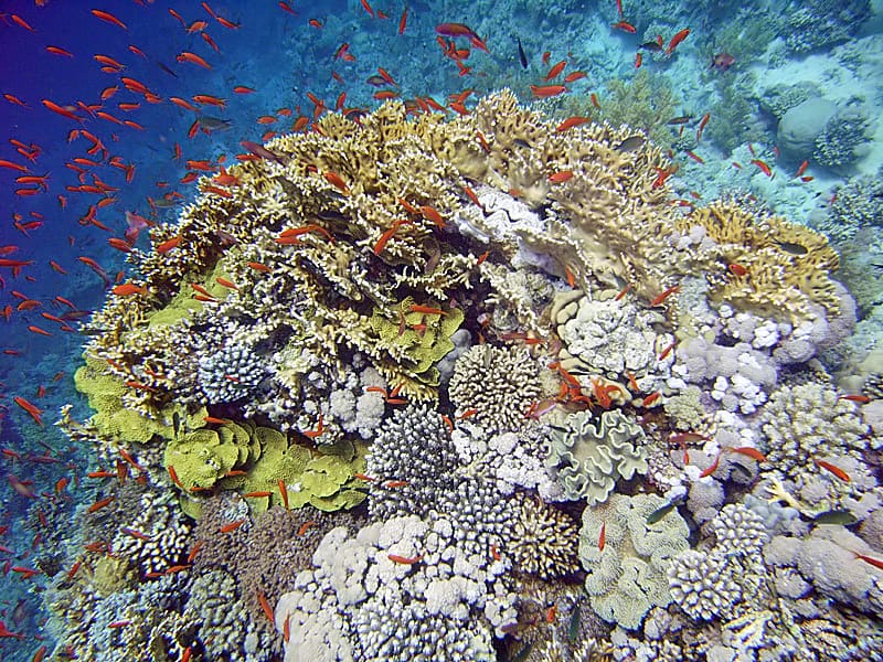 Thomas Reef