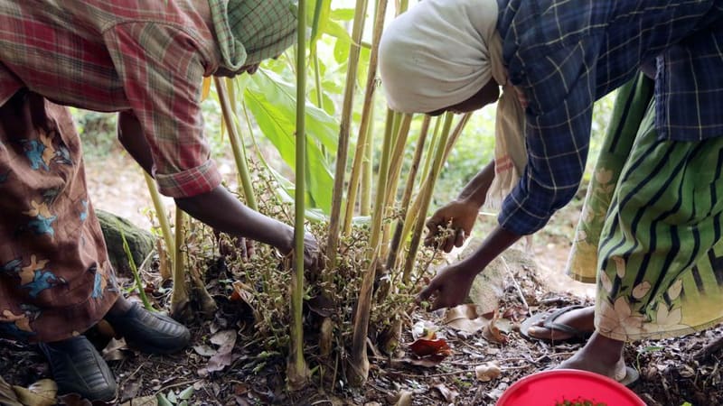 Tour a working spice farm, Zanzibar, Tanzania