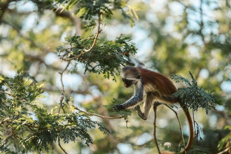 Track red colobus in Jozani Chwaka Bay National Park, Zanzibar, Tanzania