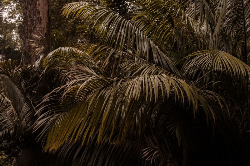 Tropical Spice Garden