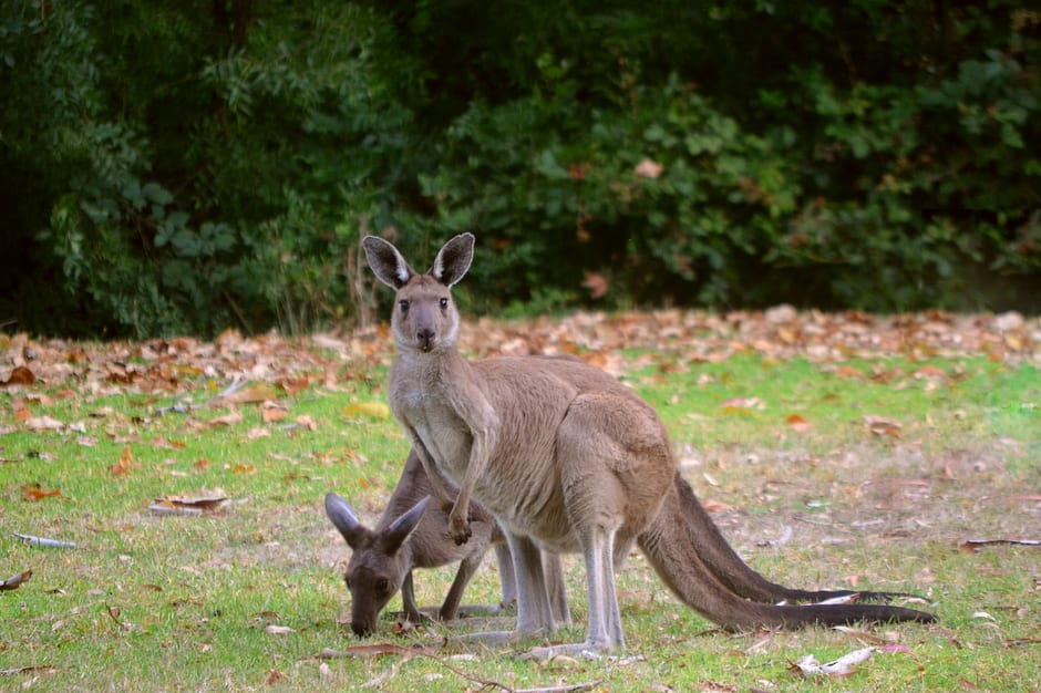 Walk among the kangaroos at Cleland Wildlife Park, Adelaide, Australia