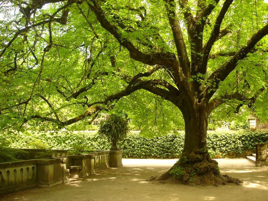 Walk down the 1772 botanical garden, Coimbra (Wimup)