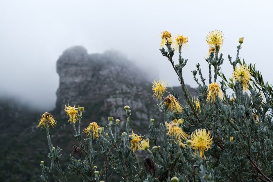Walk Kirstenbosch under the mountain, Cape Town, South Africa