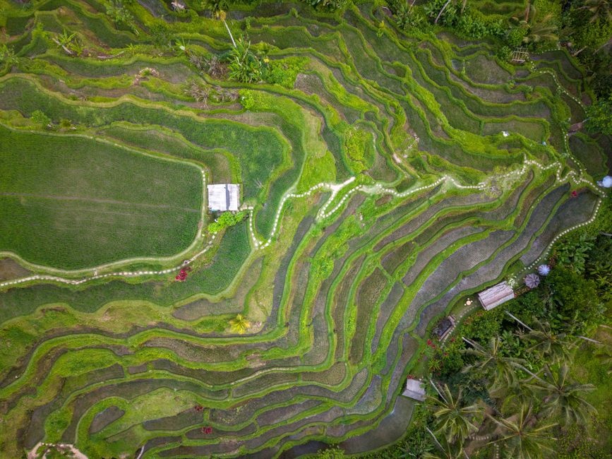 Walk the Jatiluwih rice terraces, Bali, Indonesia