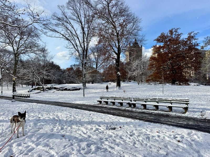 Walk the length of Central Park, New York City, United States