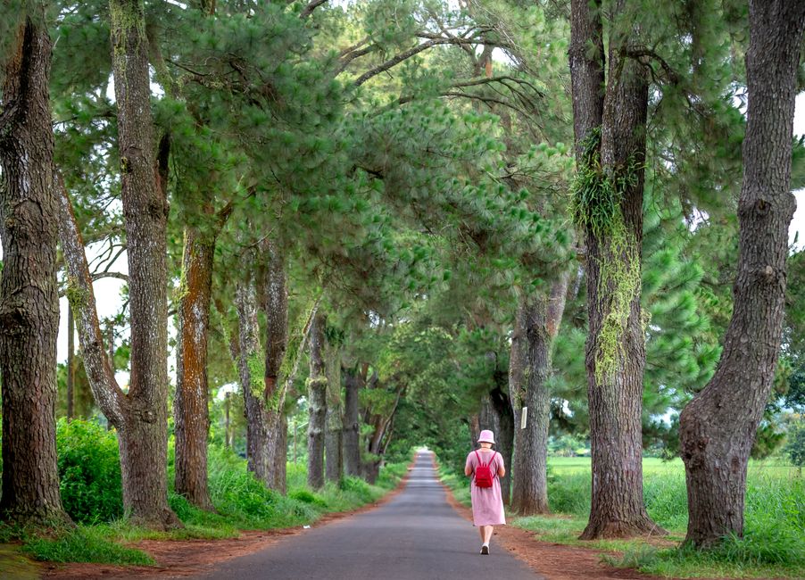 Walk through Karen Blixen’s farmhouse, Nairobi, Kenya