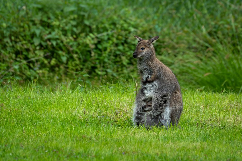Wallaby, Hobart (Wimup travel guide)