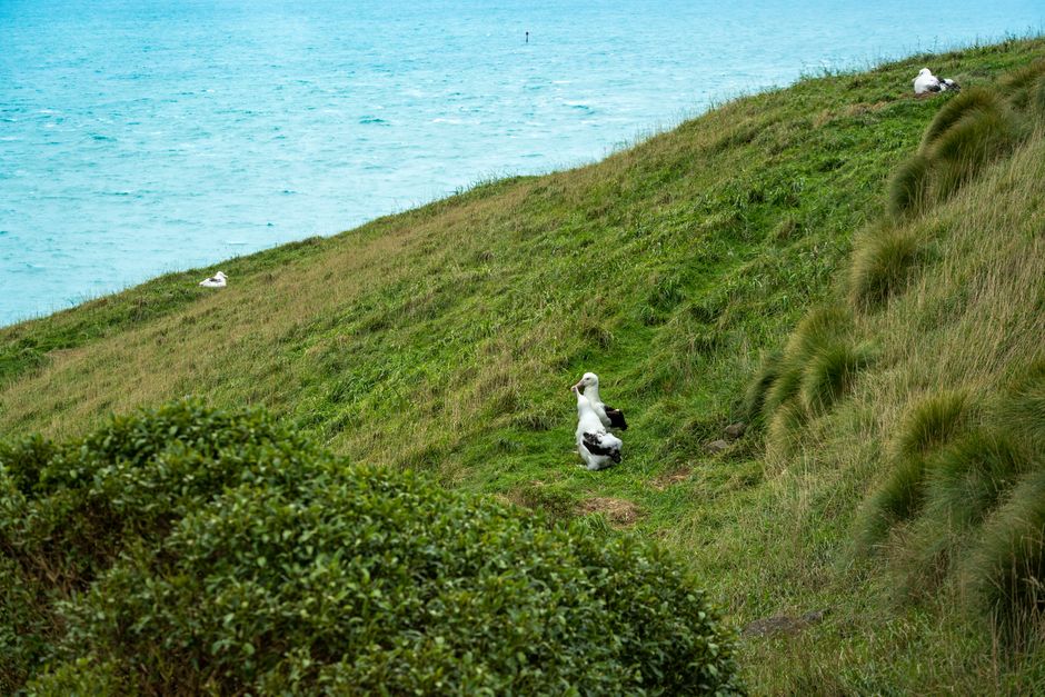 Watch royal albatross at Taiaroa Head, Dunedin, New Zealand