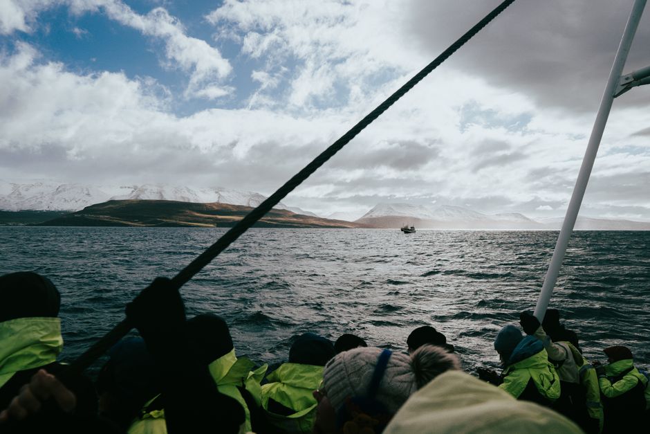 Whale watching on Eyjafjörður, Akureyri (Wimup)
