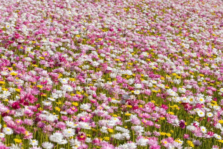 Wildflower