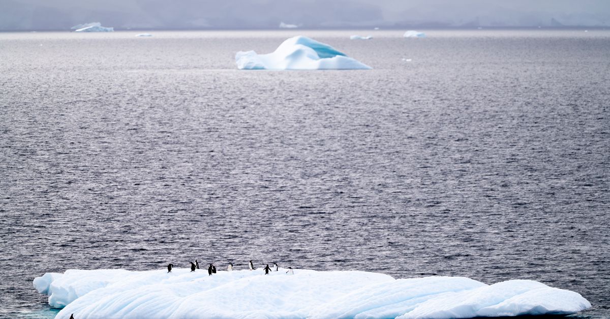 Antarctica, Southern Ocean, wildlife travel guide (Wimup)