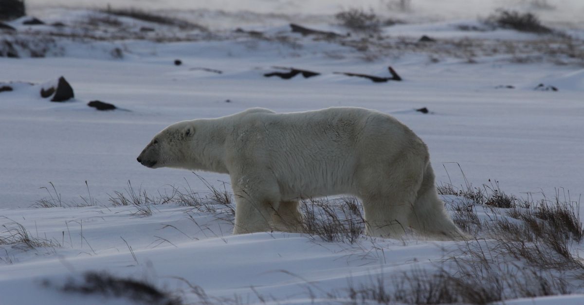 Churchill, Manitoba, Canada, wildlife travel guide (Wimup)