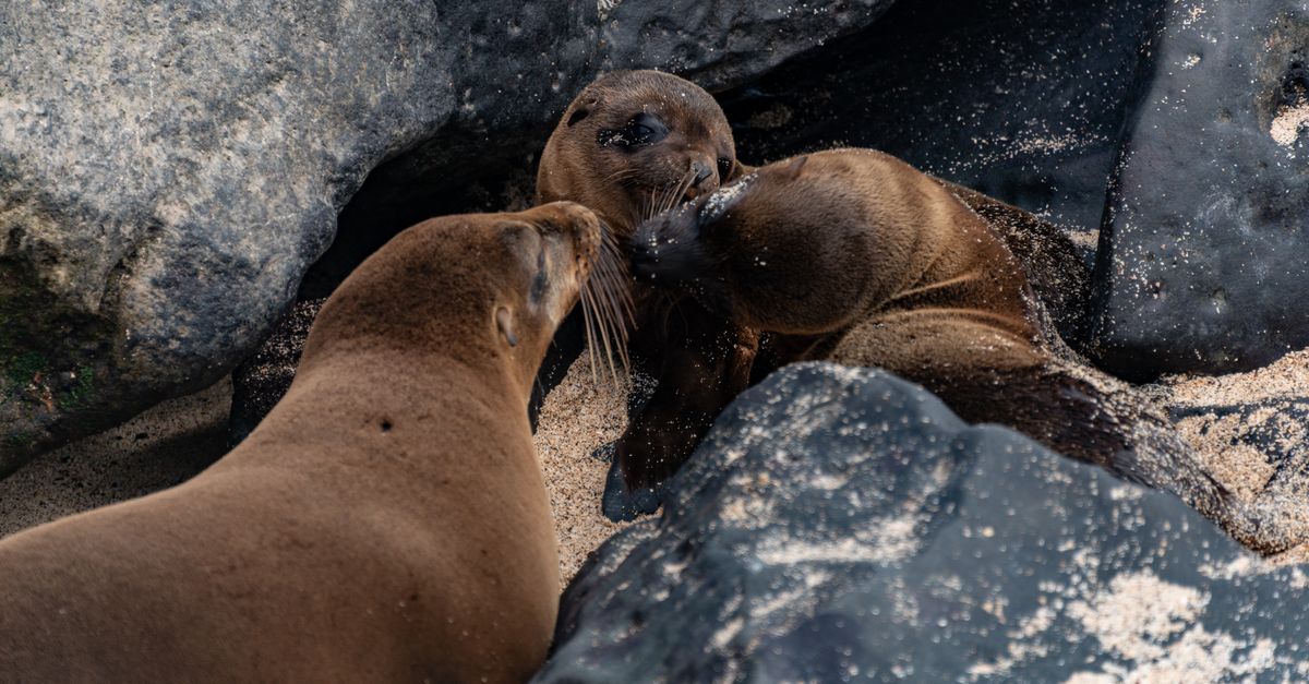 Galápagos, Pacific, Ecuador, wildlife travel guide (Wimup)