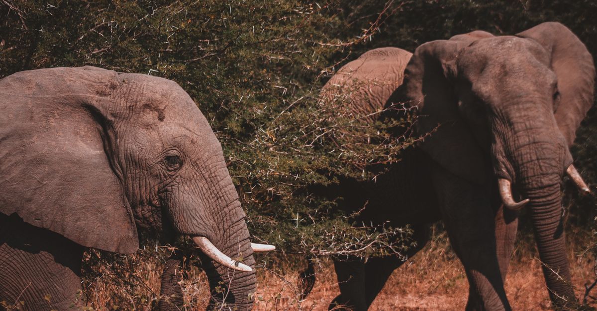 Kruger, Mpumalanga, South Africa, wildlife travel guide (Wimup)