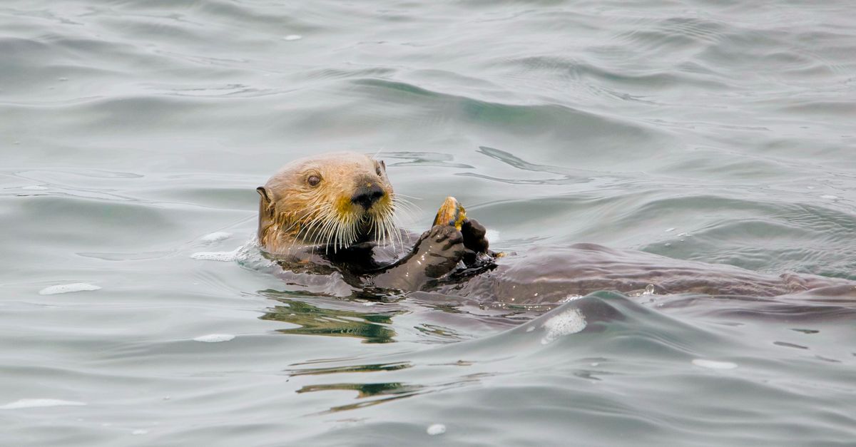 Monterey Bay, California, USA, wildlife travel guide (Wimup)