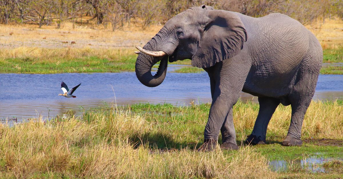 Okavango Delta, Botswana, wildlife travel guide (Wimup)