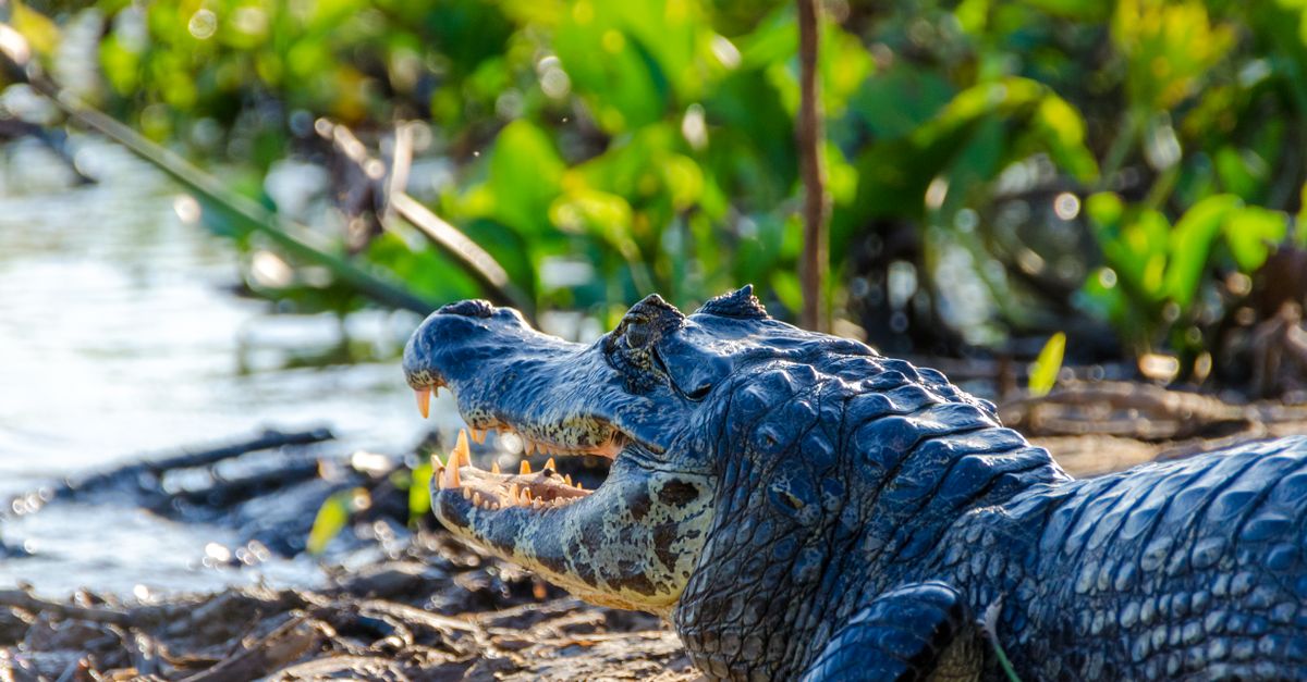 Pantanal, Mato Grosso, Brazil, wildlife travel guide (Wimup)