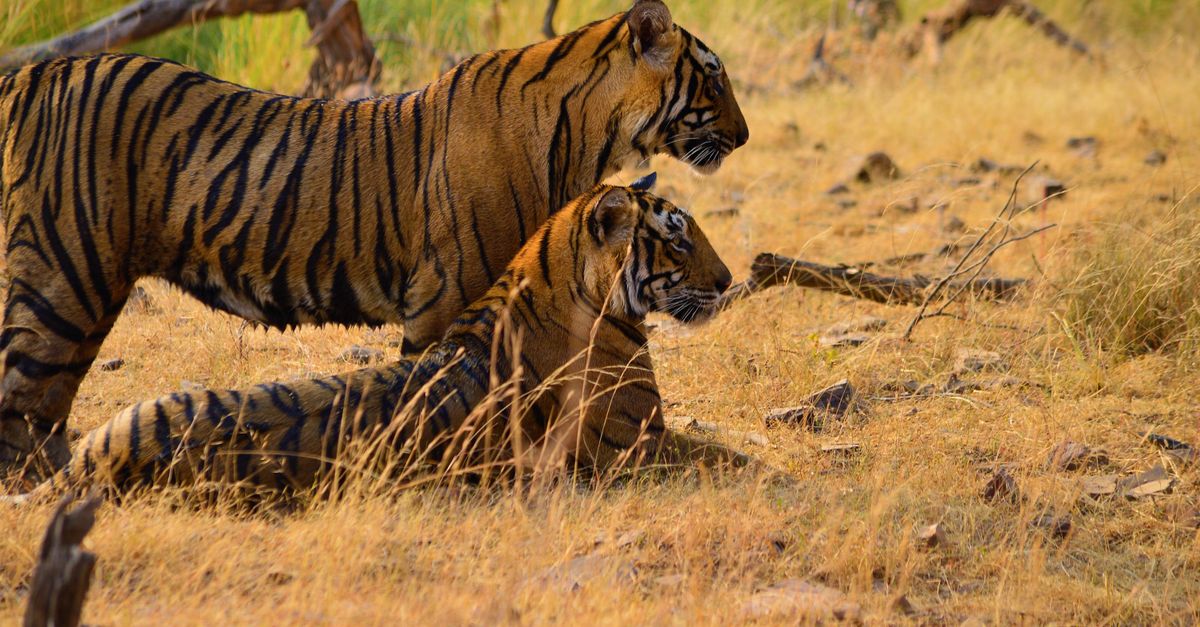 Ranthambore, Rajasthan, India, wildlife travel guide (Wimup)