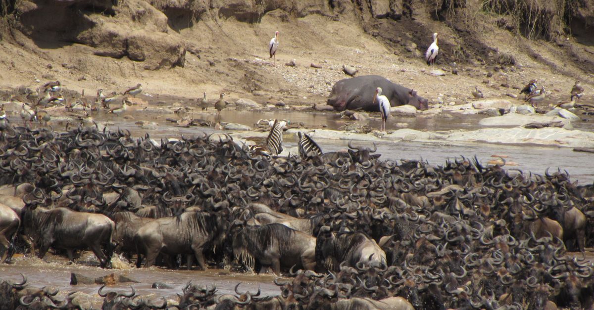 Serengeti & Masai Mara, Tanzania · Kenya, wildlife travel guide (Wimup)