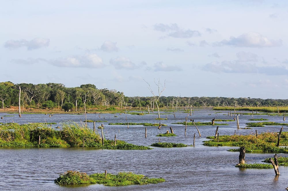 Wilpattu National Park