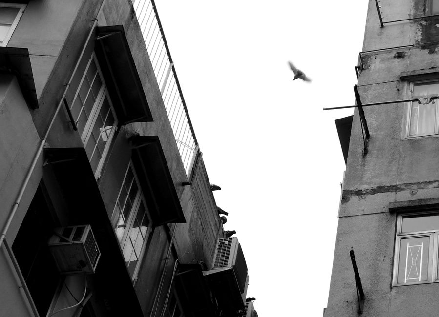 Yuen Po Street Bird Garden